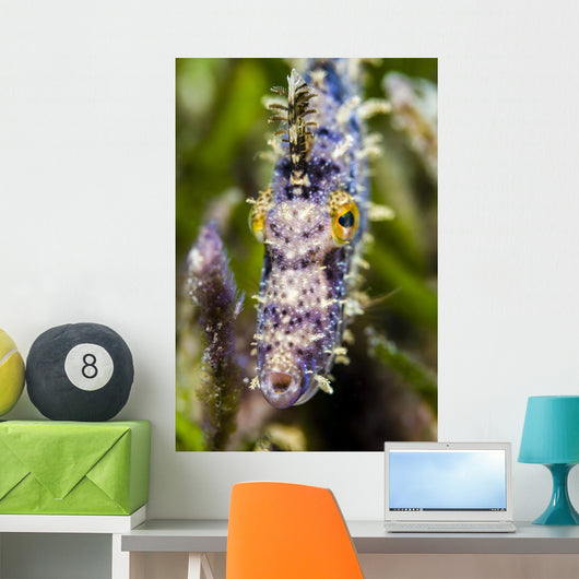 Headshot Filefish Bohol Sea Wall Decal