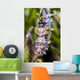 Headshot Filefish Bohol Sea Wall Decal