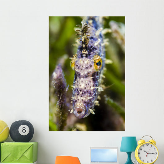 Headshot Filefish Bohol Sea Wall Decal