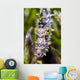 Headshot Filefish Bohol Sea Wall Decal