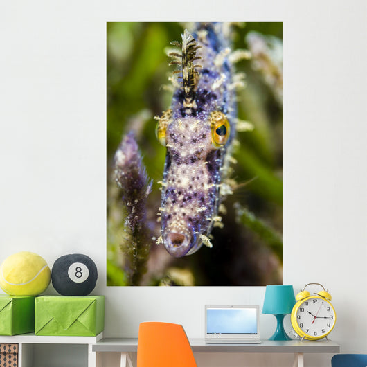 Headshot Filefish Bohol Sea Wall Decal