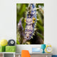 Headshot Filefish Bohol Sea Wall Decal