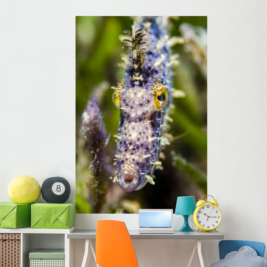 Headshot Filefish Bohol Sea Wall Decal