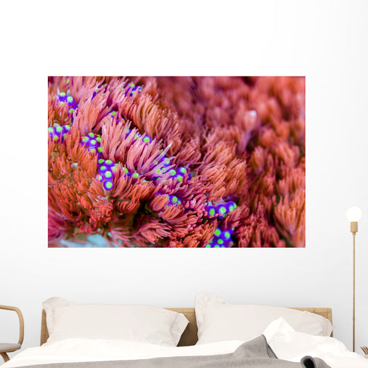 Sea Anemone Bohol Sea Wall Decal