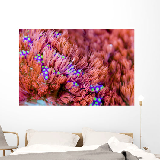 Sea Anemone Bohol Sea Wall Decal