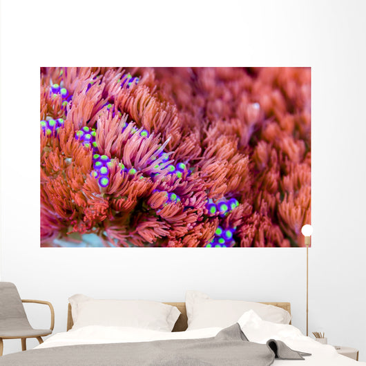 Sea Anemone Bohol Sea Wall Decal