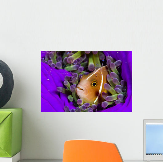 Pink Anemonefish with Sarasvati Wall Decal