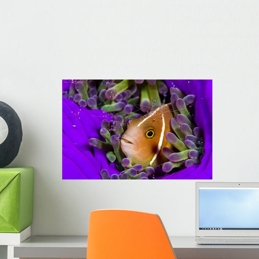 Pink Anemonefish with Sarasvati Wall Decal