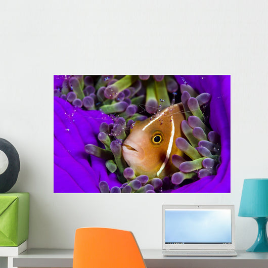 Pink Anemonefish with Sarasvati Wall Decal