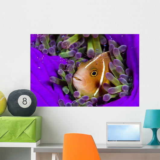 Pink Anemonefish with Sarasvati Wall Decal