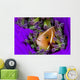 Pink Anemonefish with Sarasvati Wall Decal
