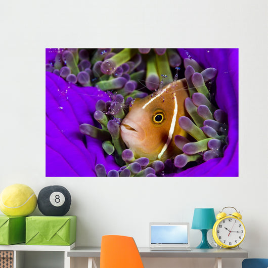 Pink Anemonefish with Sarasvati Wall Decal