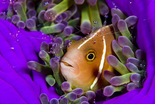Pink Anemonefish with Sarasvati Wall Decal