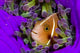 Pink Anemonefish with Sarasvati Wall Decal