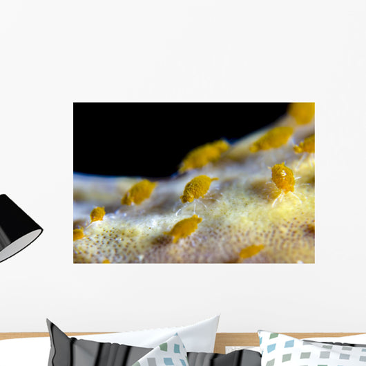 Sponge Isopods Bohol Sea Wall Decal