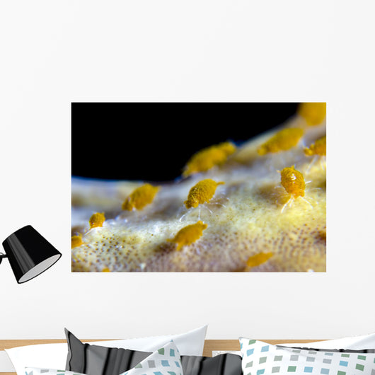 Sponge Isopods Bohol Sea Wall Decal