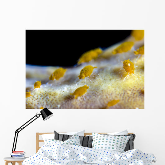 Sponge Isopods Bohol Sea Wall Decal
