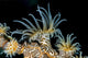 Beautiful Tiger Anemone Colony Tendrils Wall Decal