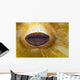 Anemone Lips Bohol Sea Wall Decal