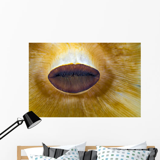 Anemone Lips Bohol Sea Wall Decal