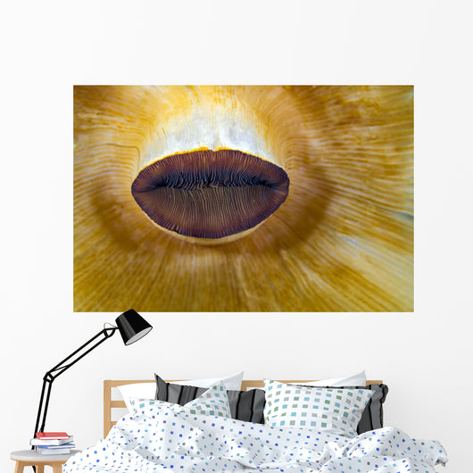 Anemone Lips Bohol Sea Wall Decal