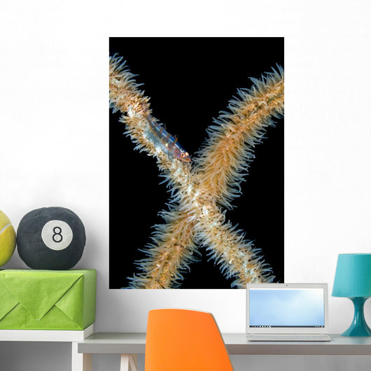 Goby Whip Coral Bohol Wall Decal