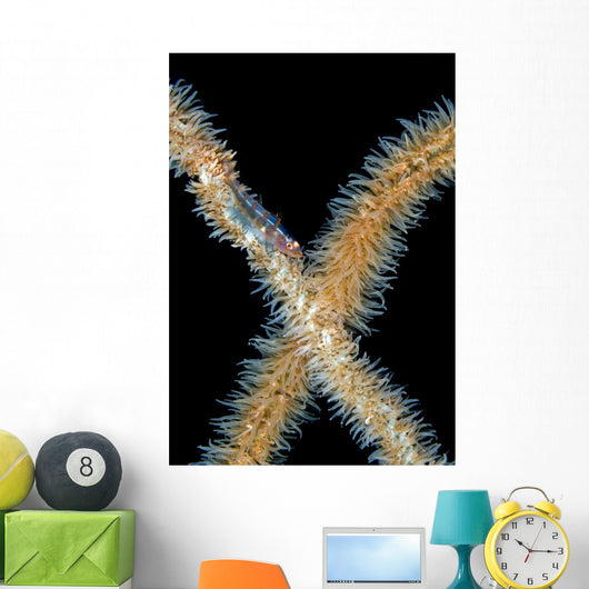 Goby Whip Coral Bohol Wall Decal