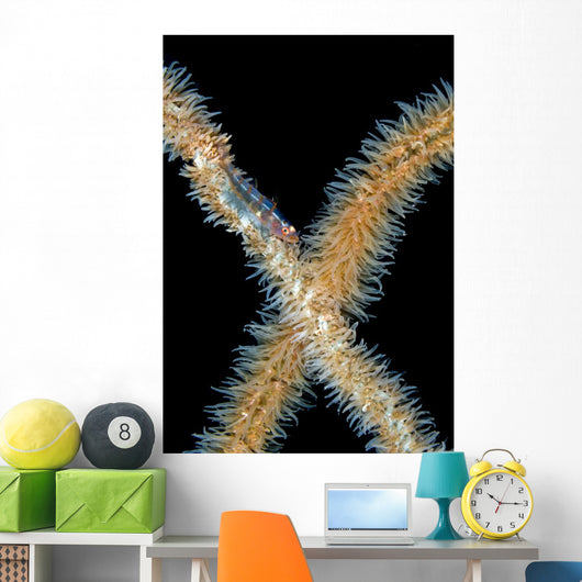 Goby Whip Coral Bohol Wall Decal