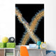 Goby Whip Coral Bohol Wall Decal