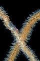 Goby Whip Coral Bohol Wall Decal