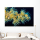 Beautiful Tiger Anemone Colony Wall Decal