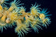 Beautiful Tiger Anemone Colony Wall Decal