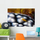 Sponge Isopod Nudibranch Bohol Wall Decal