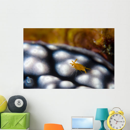 Sponge Isopod Nudibranch Bohol Wall Decal