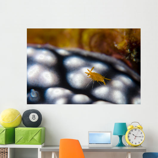 Sponge Isopod Nudibranch Bohol Wall Decal