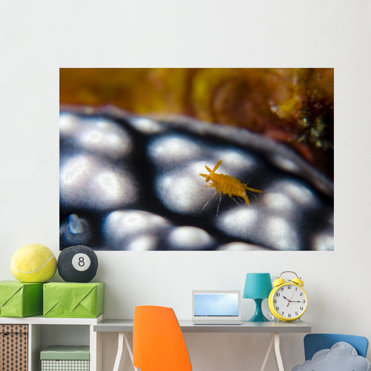 Sponge Isopod Nudibranch Bohol Wall Decal
