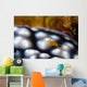 Sponge Isopod Nudibranch Bohol Wall Decal