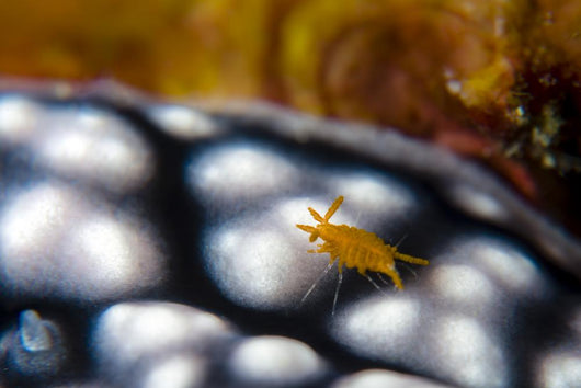 Sponge Isopod Nudibranch Bohol Wall Decal