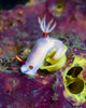 Bullock's Hypselodoris with Eggs Wall Decal