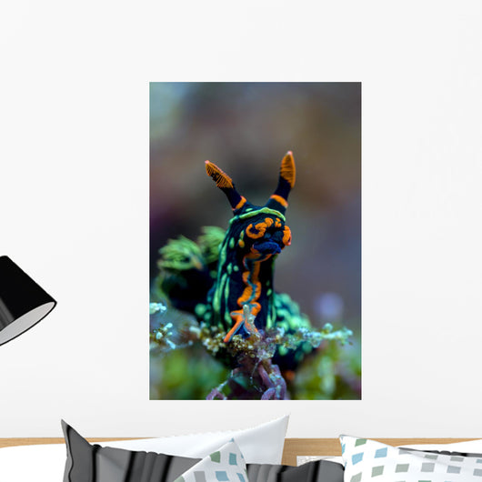 Searching Nembrotha Nudibranch Bohol Wall Decal