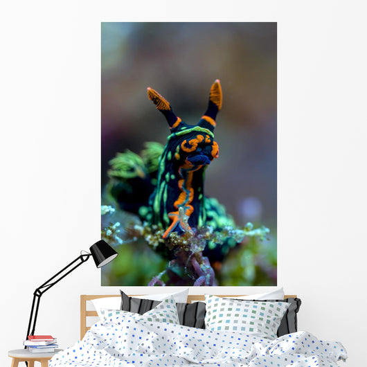 Searching Nembrotha Nudibranch Bohol Wall Decal