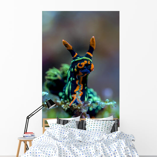 Searching Nembrotha Nudibranch Bohol Wall Decal