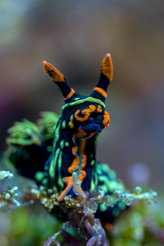 Searching Nembrotha Nudibranch Bohol Wall Decal