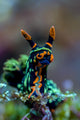 Searching Nembrotha Nudibranch Bohol Wall Decal