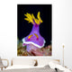 Rose Hem Hypselodoris Nudibranch Wall Decal