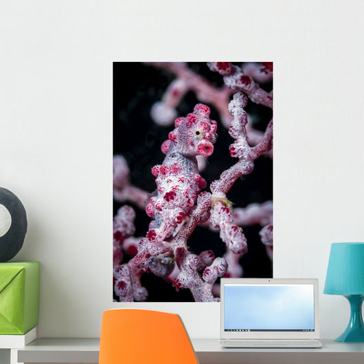 Bargibant's Pygmy Seahorse Bohol Head Wall Decal