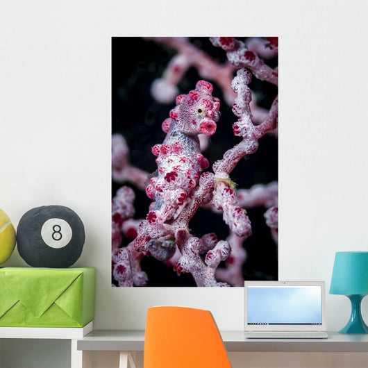 Bargibant's Pygmy Seahorse Bohol Head Wall Decal