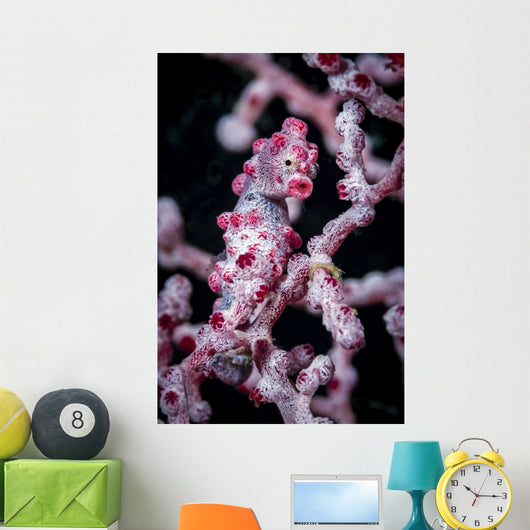 Bargibant's Pygmy Seahorse Bohol Head Wall Decal