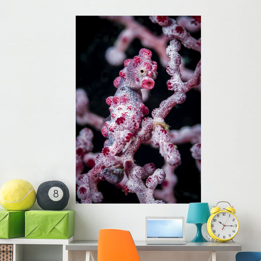 Bargibant's Pygmy Seahorse Bohol Head Wall Decal