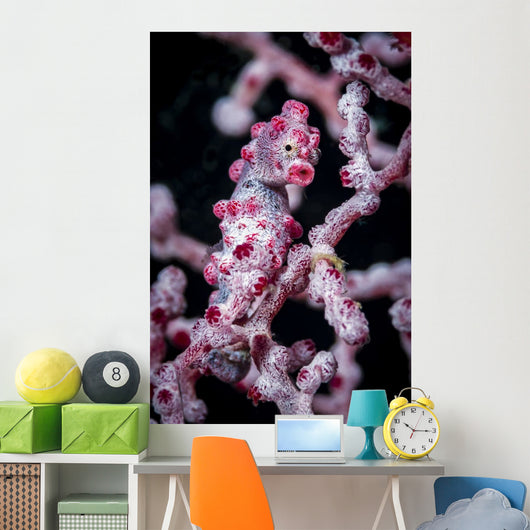 Bargibant's Pygmy Seahorse Bohol Head Wall Decal